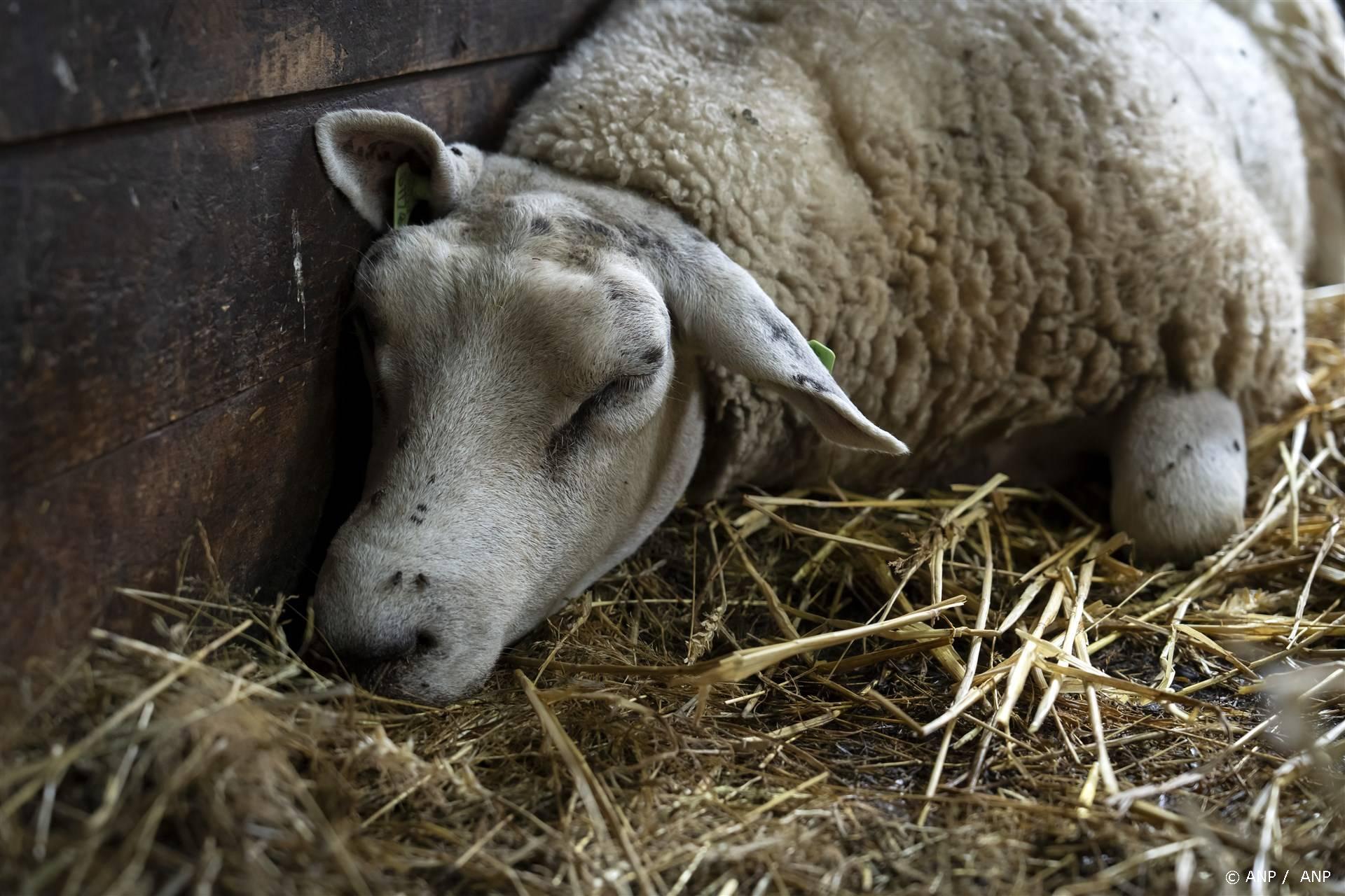 Lab Kwart Van De Schapen Bij Bedrijven Met Blauwtong Stierf