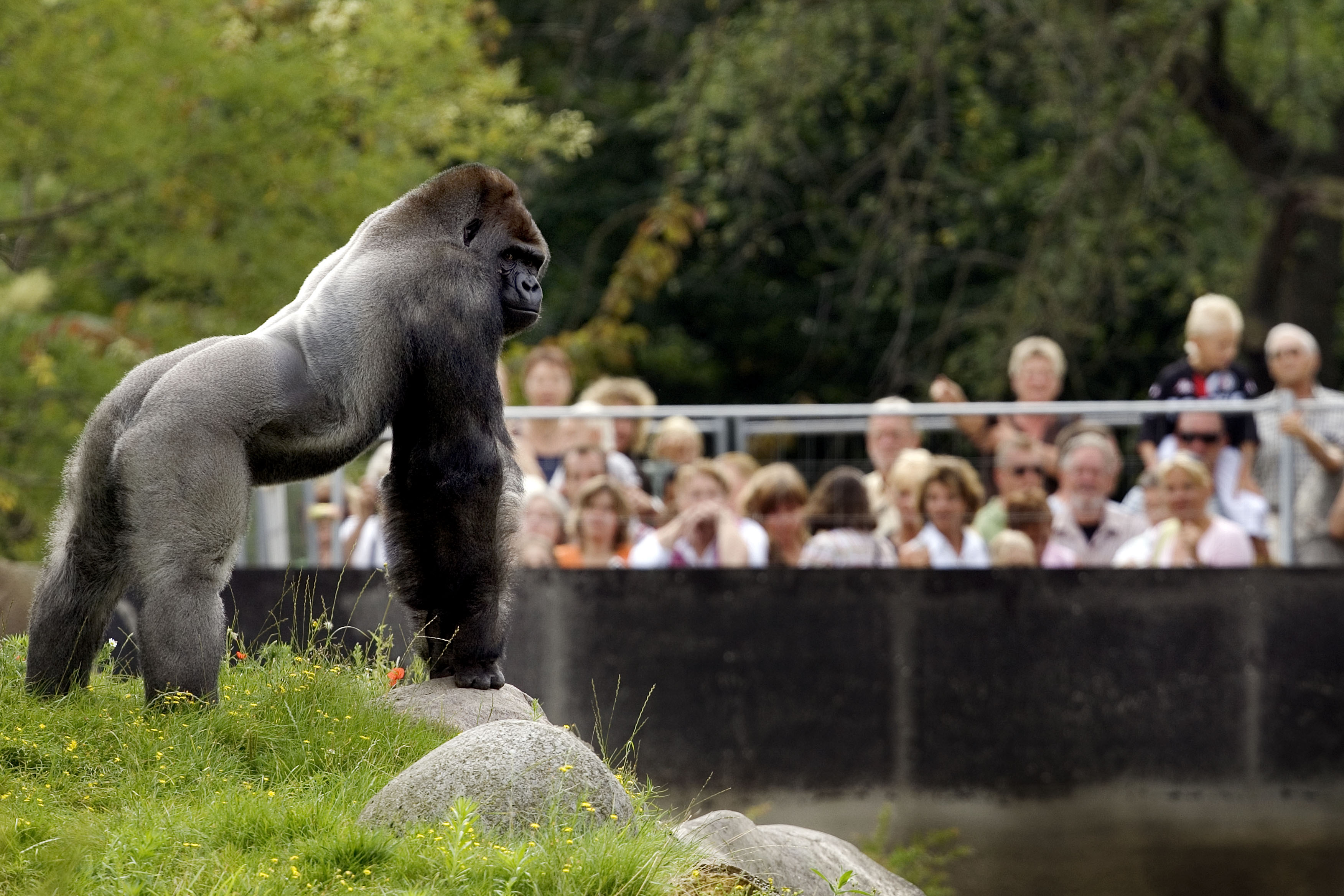 московский зоопарк гориллы