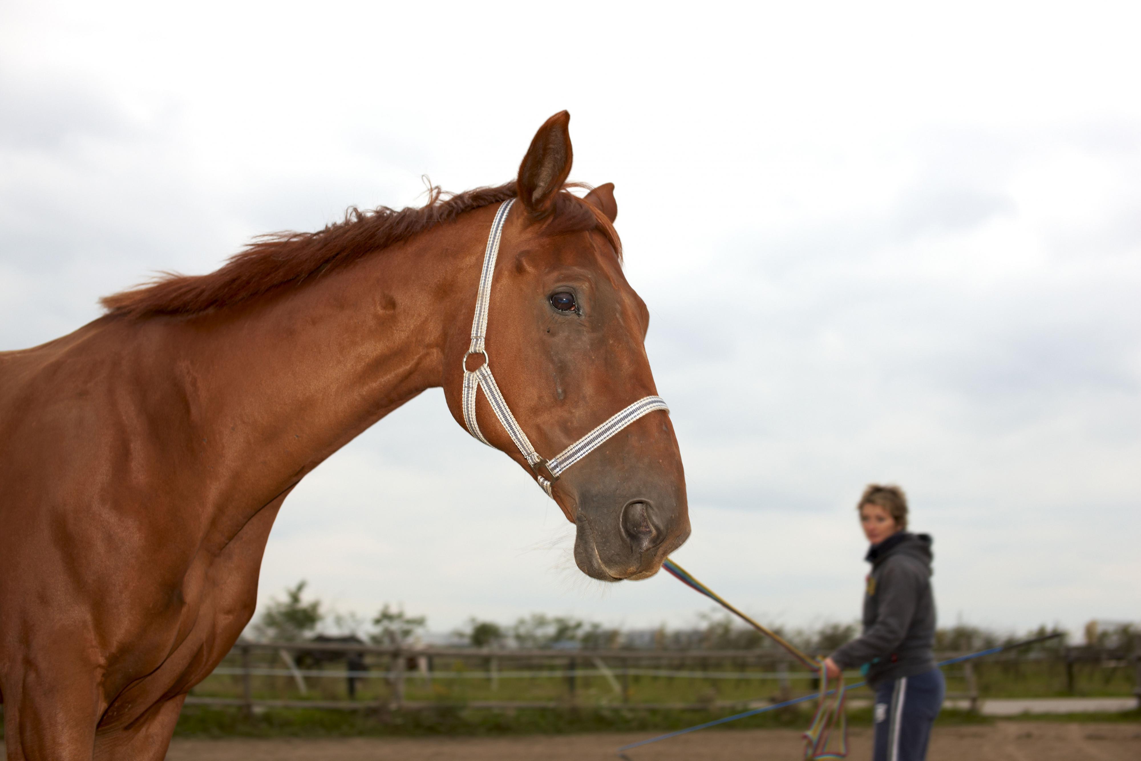 17-jarige opgepakt wegens verkrachting paarden