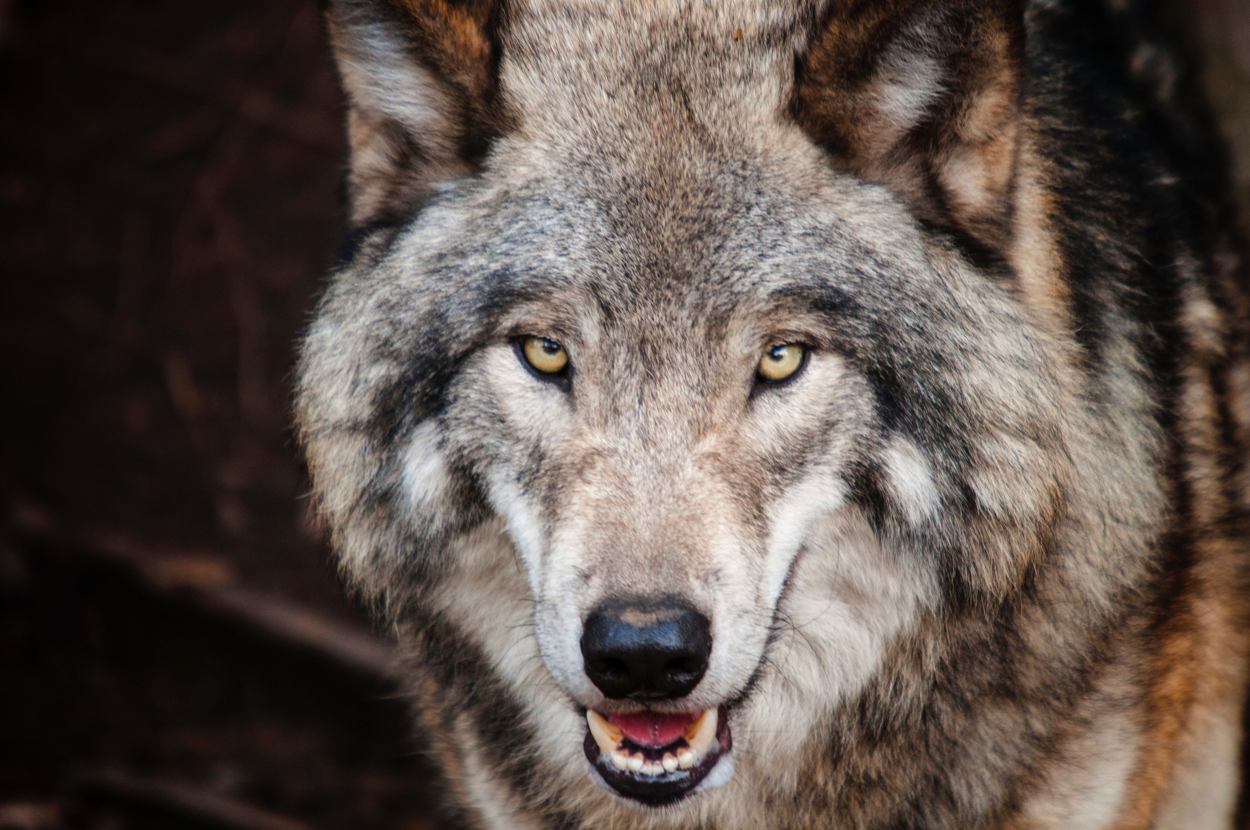 Dier Met Kenmerken Wolf Gezien In Friesland