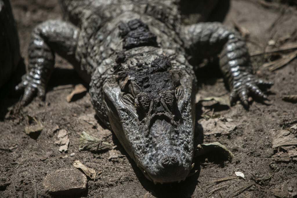 alligatoraanval, mens, alligator, dieren