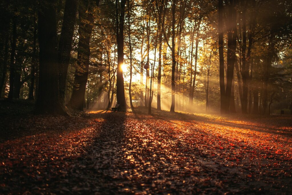 herfst, seizoen, najaar