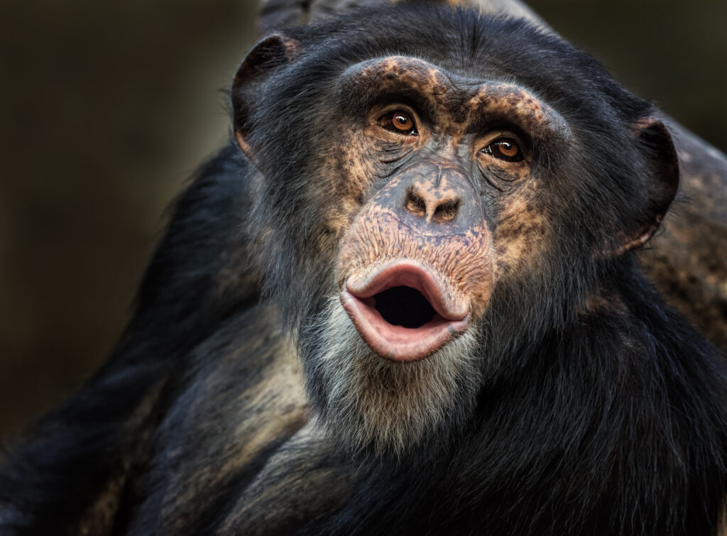 Aangifte tegen Dierenpark Amersfoort voor doodschieten chimpansees