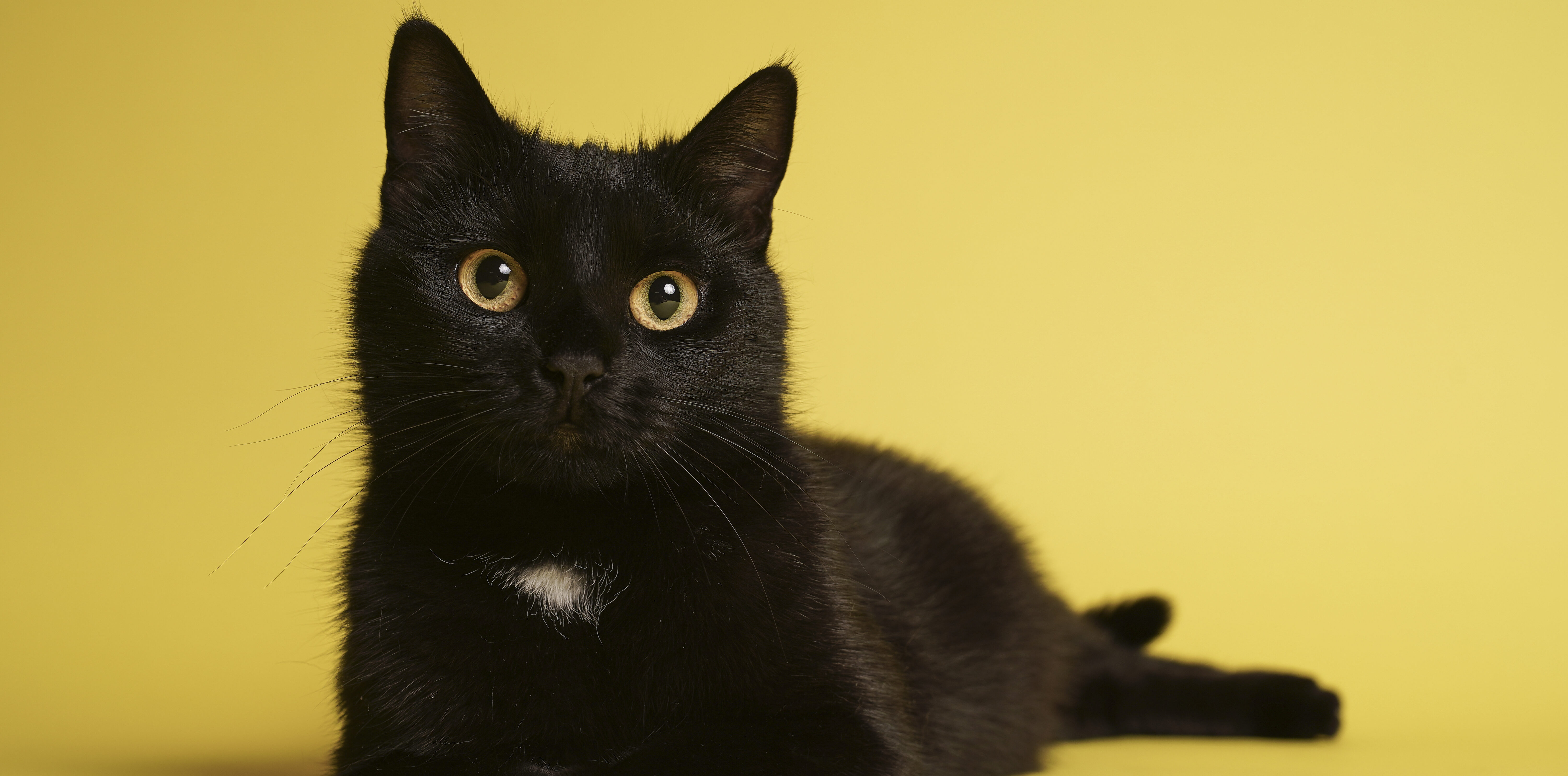 zacht transactie zanger Zwarte asielkatten krijgen hulp bij vinden van thuis: 'Brengen geen ongeluk'