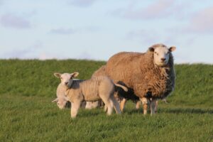 Schaap en lammetje.