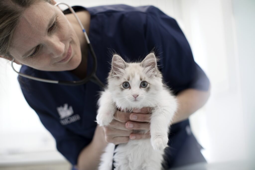 Zo Bescherm Je Je Hond Kat Of Konijn Tegen De Vrieskou