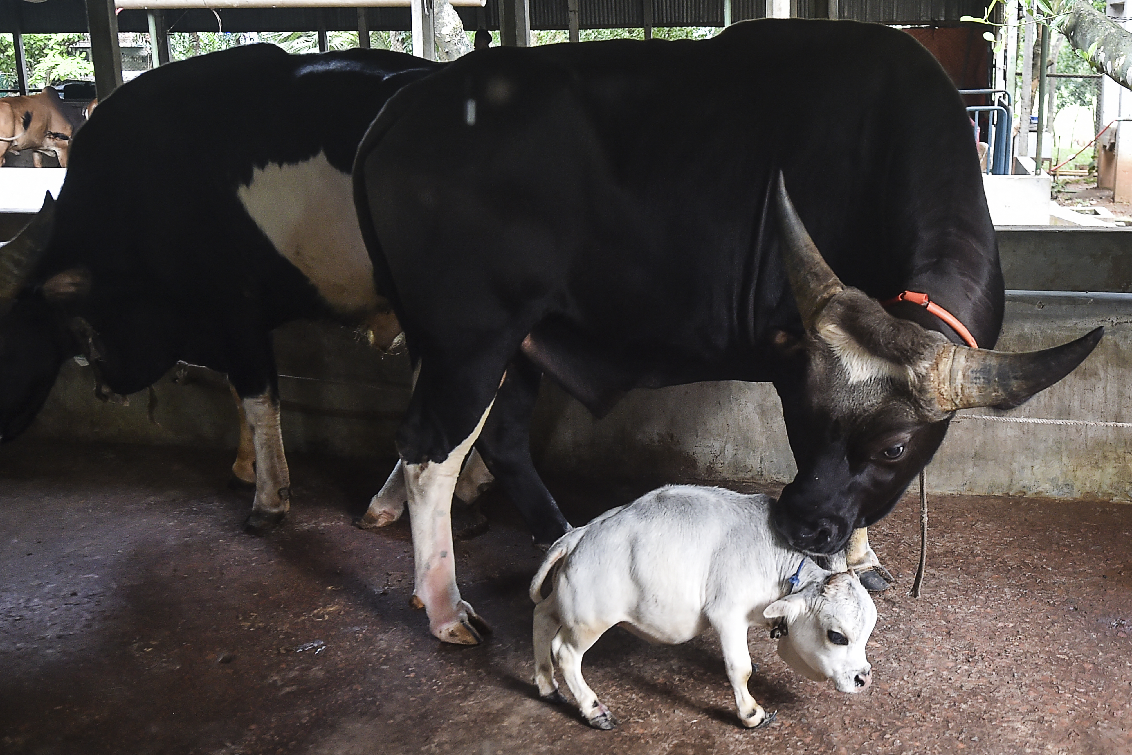 Kleinste koe ter wereld, Rani (51 cm), trekt veel bekijks in Bangladesh