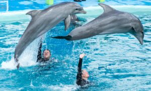 Dolfinarium, NS, bite back, dierenleed