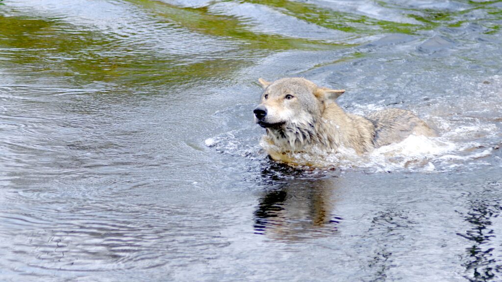 Wolf wolven film natuurfilms