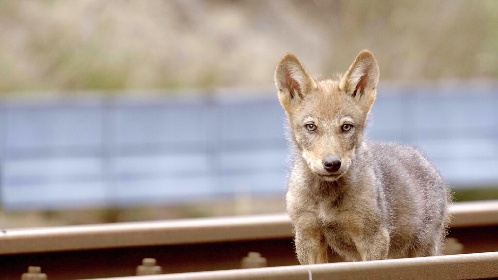 Wolf wolven Arjan Postma natuurfilm