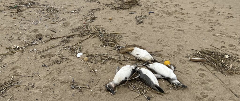 magelhaenpinguïns, dode pinguïns, Uruguay