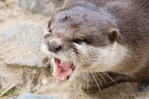 Otter