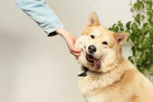 Honden lik lik van hond ziektes gevaarlijk