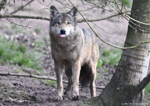 wolf wolven is de wolf gevaarlijk waarom wolf in Nederland wat moet je doen als je een wolf ziet