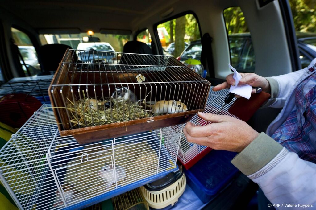 VELDHOVEN - Medewerkers van Stichting Dierenonderdak nemen zondag tientallen knaagdieren mee uit  Papegaaienpark in Veldhoven. De  beestjes, zesduizend in totaal, waren in het park geplaatst nadat ze gered waren uit de handen van een dierenhandelaar die ze verwaarloosde. De knaagdieren die dinsdagavond nog geen veilig onderkomen hebben gevonden, worden gedood en gebruikt als voer voor bijvoorbeeld roofvogels en slangen. ANP VALERIE KUYPERS