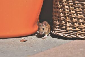1 op de 4 Nederlanders hebben muizen in huis.