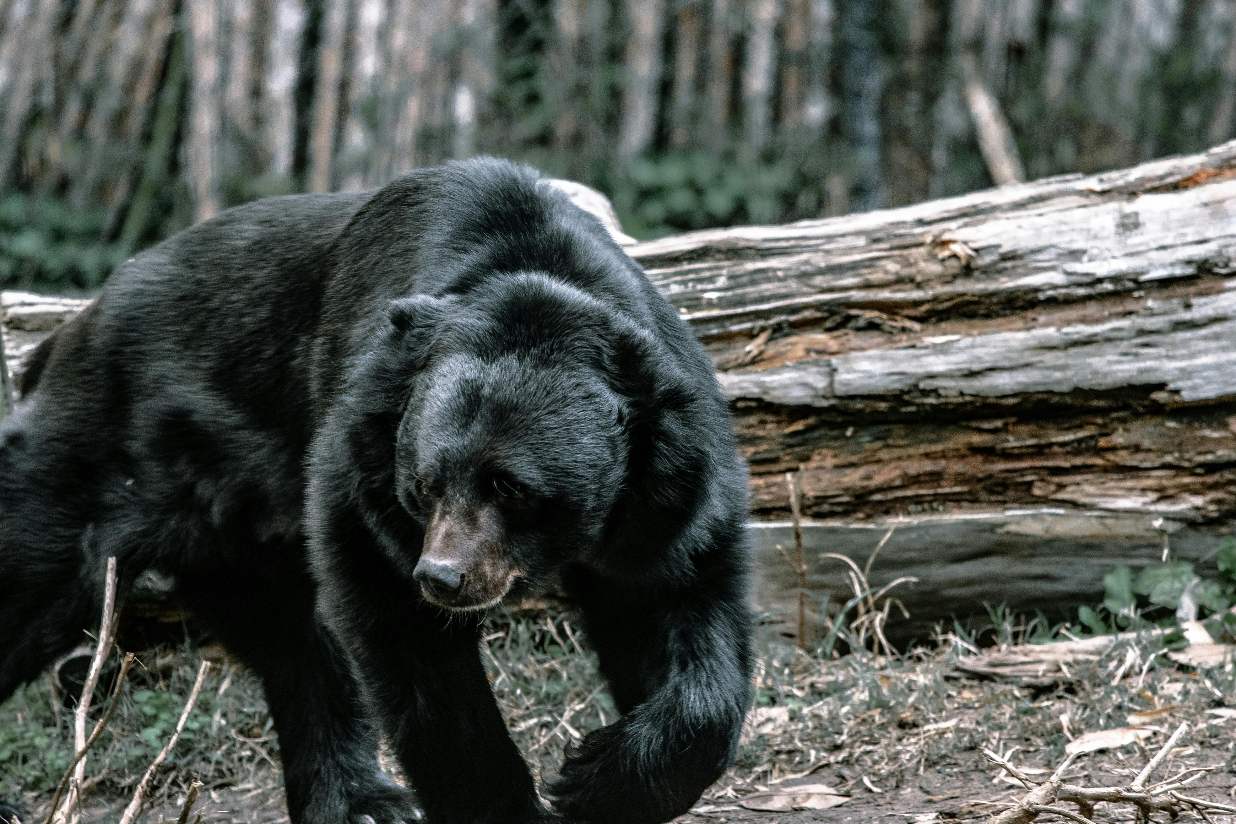 Japanners staan voor een raadsel: zwarte beren opeens gek op mensenvlees