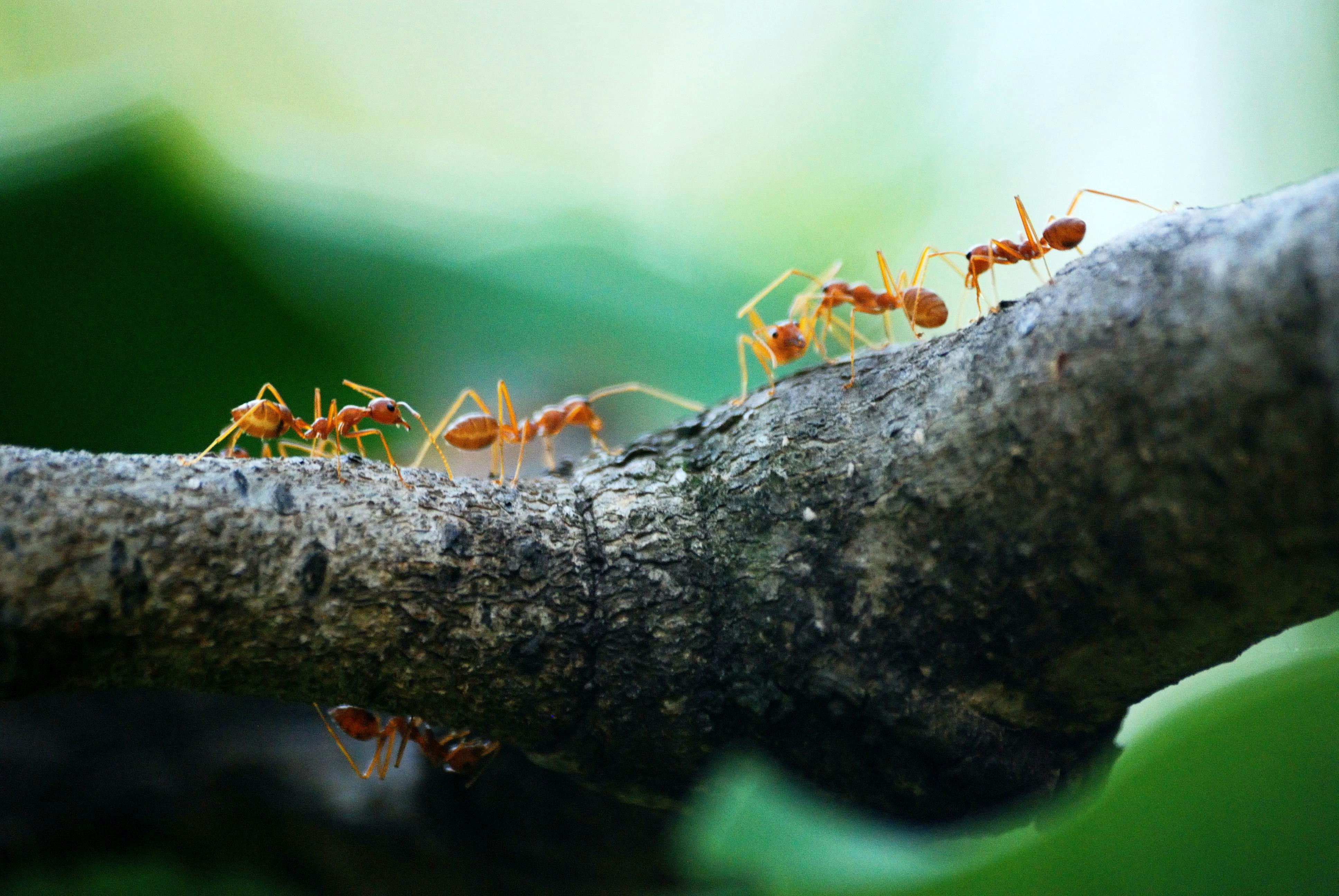 Niet vliegen of lopen, maar liften: mieren blijken auto’s te gebruiken om zich te verplaatsen