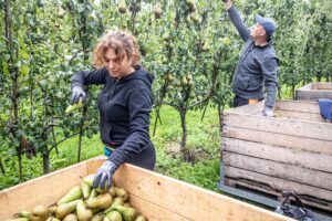 Landbouwminister vindt ‘arbeidsmigranten nodig in landbouw’, maar wil minder laagbetaalde mensen uit landen als Polen