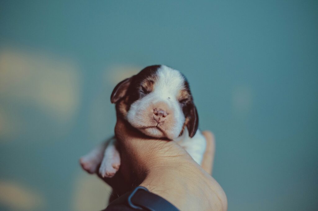 Een puppy kun je beter niet via social media kopen.