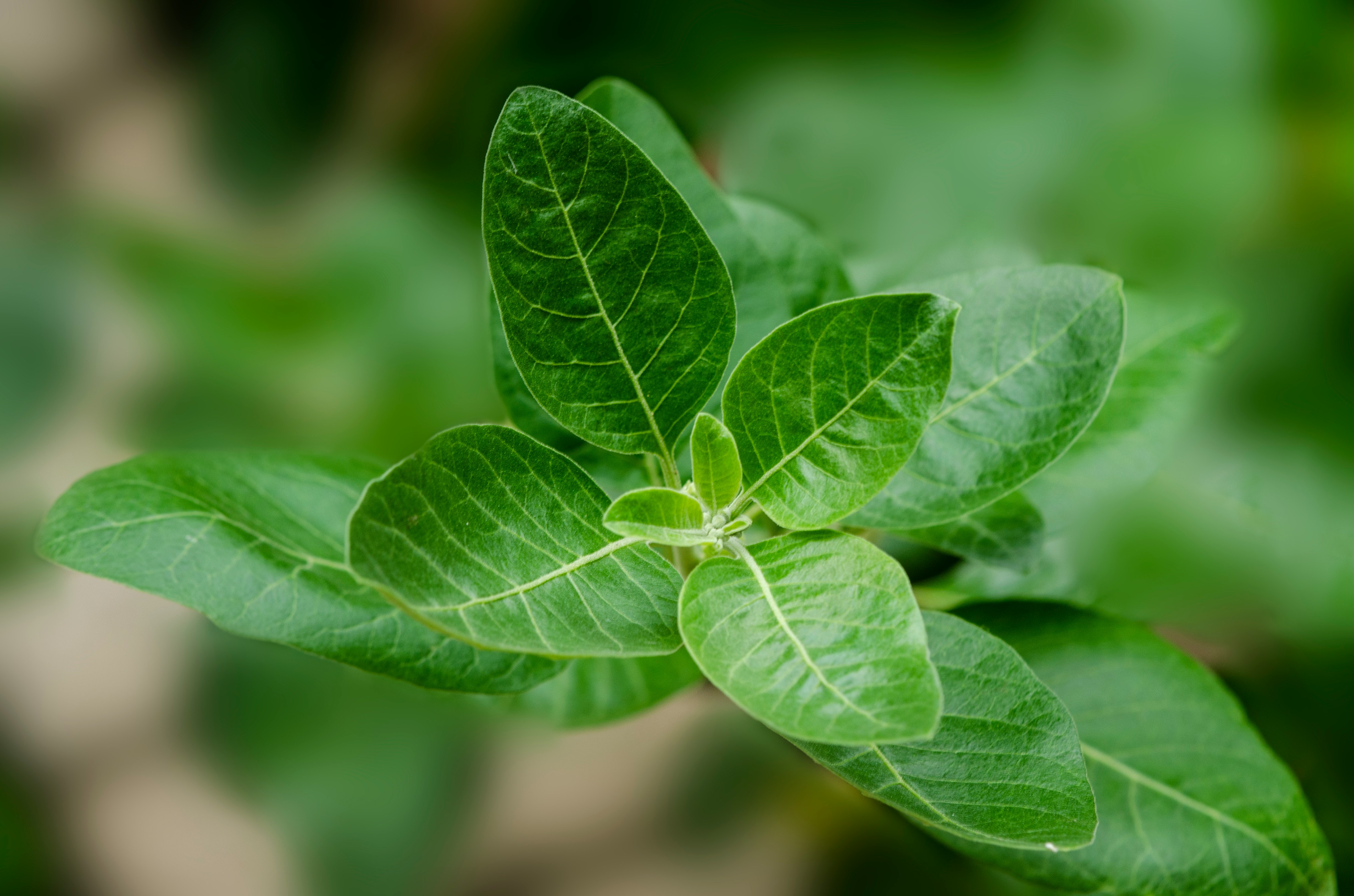 Ashwagandha bestempeld als ‘schadelijk’, maar waarom ligt het nog bij de drogist?