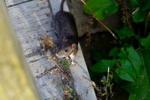 Regen betekent meer ongedierte in je huis zoals ratten en muizen.