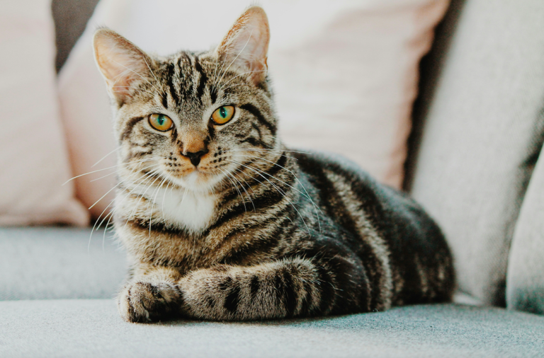 Mama gaat op date: 'Hij dwong me te kiezen tussen hem en mijn katten'