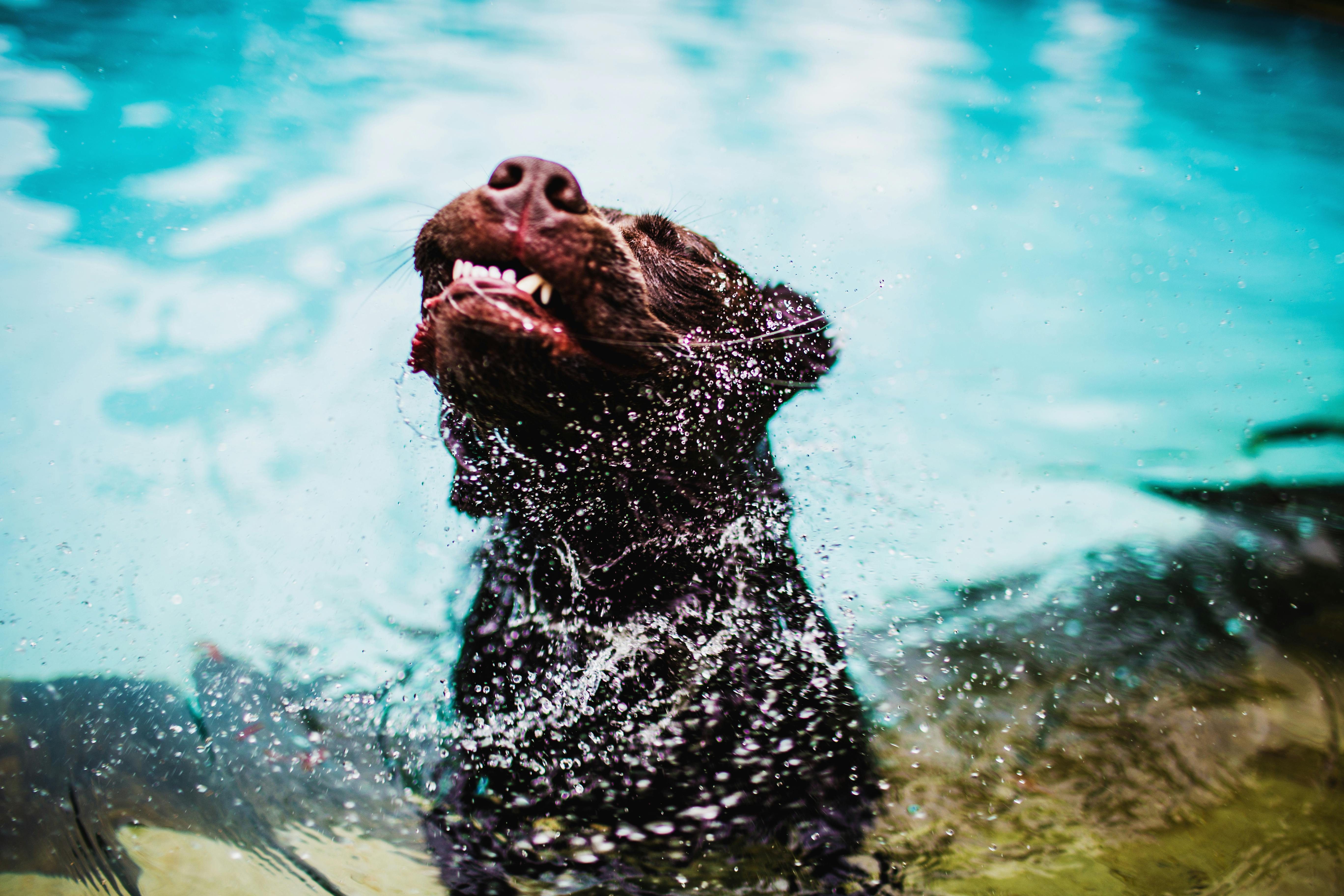 Dit is waarom honden schudden om droog te worden