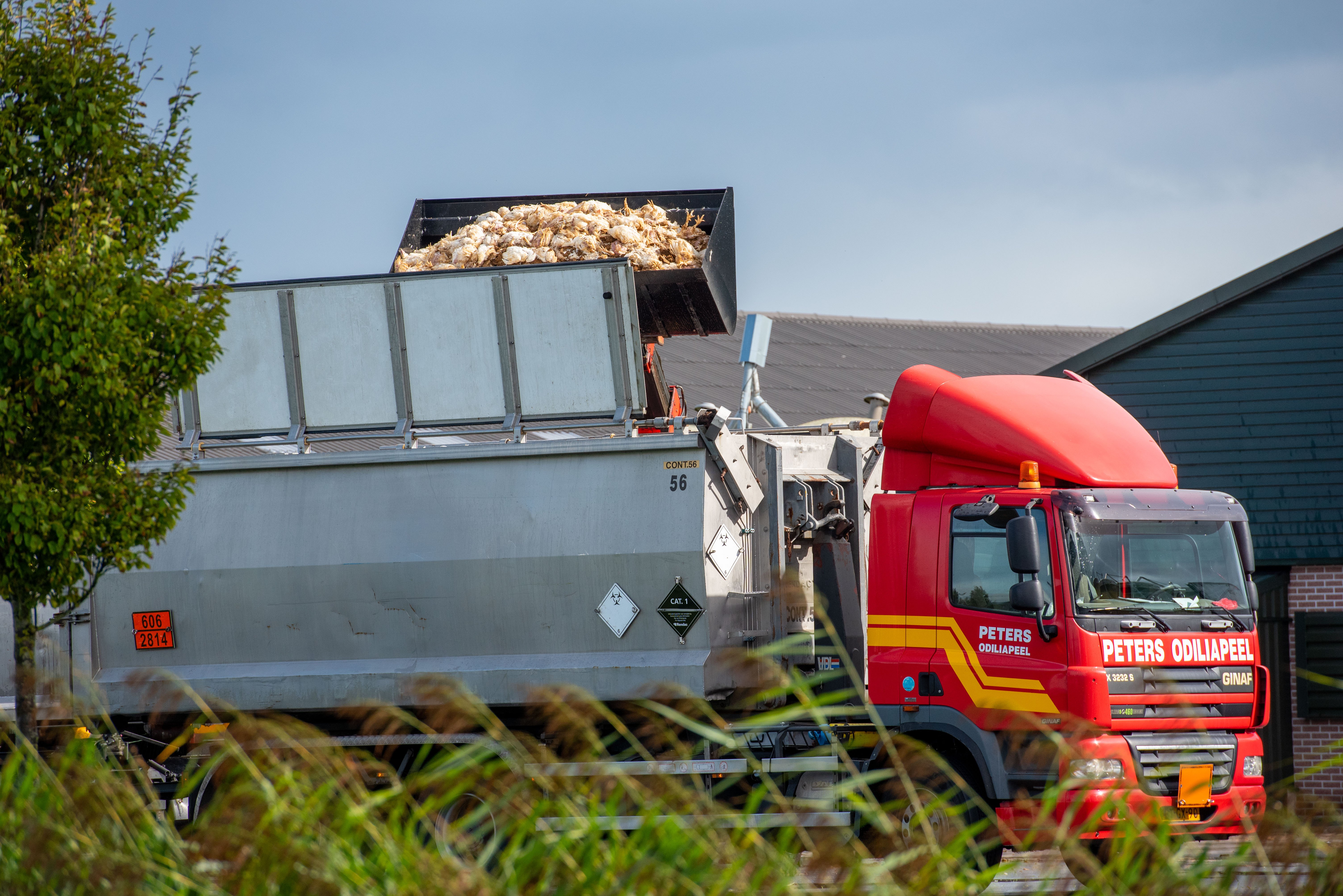 Voor het eerst in een jaar vogelgriep in Nederland, wat is er aan de hand?