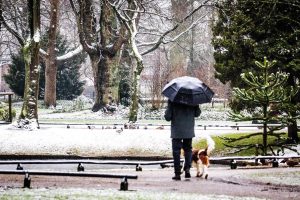 DORDRECHT - Mensen laten hun hond uit tijdens de eerste sneeuwval van het winterseizoen. In het hele land is code geel van kracht om gladheid door sneeuw en mogelijk beperkt zicht. ANP JEFFREY GROENEWEG